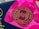 A close-up view of a circular logo with the words 'Every Bar Improves Lives' written around a stylized design. The background displays vibrant shades of pink with abstract patterns, possibly floral or star-like shapes.