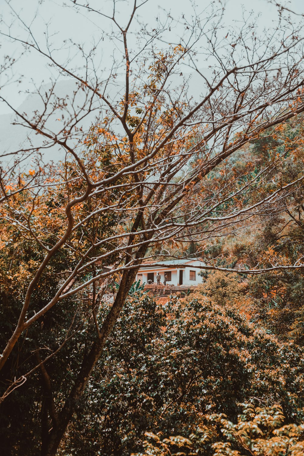 a small house in the middle of a forest