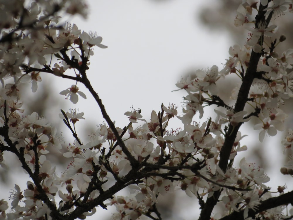 a branch of a tree with white flowers