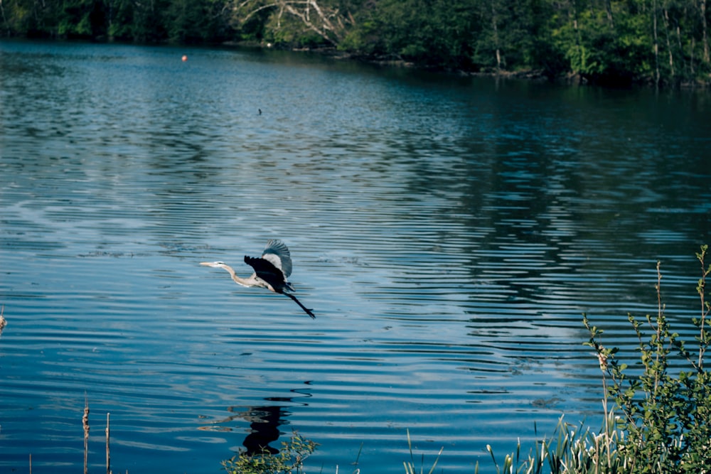 a bird flying over a body of water