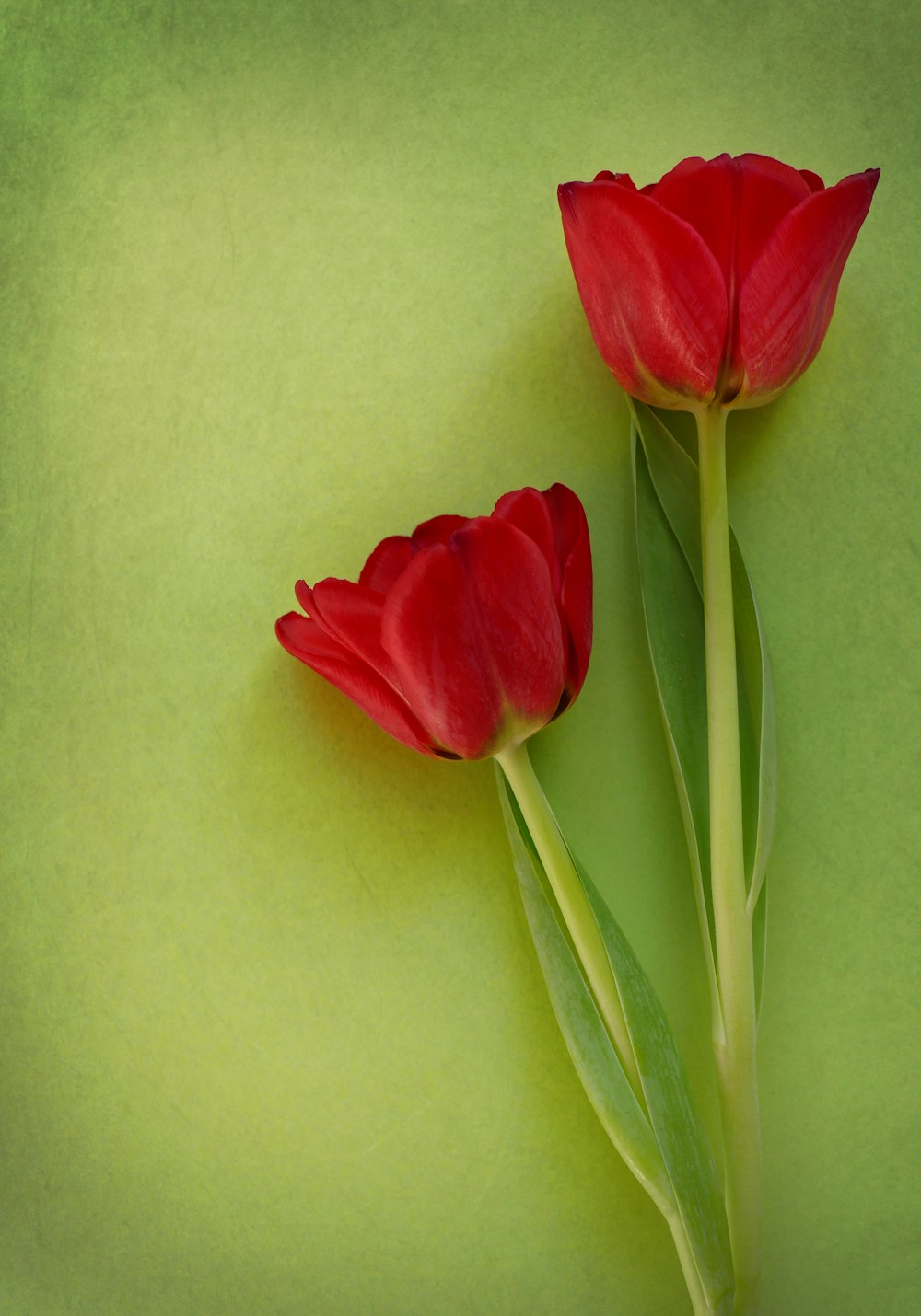 two red tulips on a green background