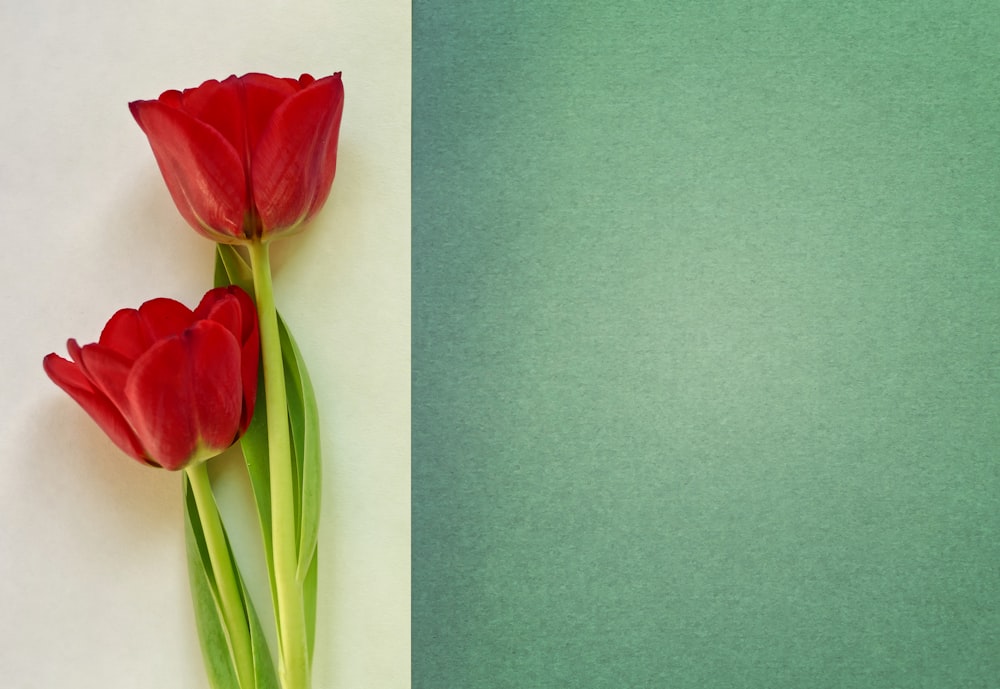 two red tulips on a green and white background