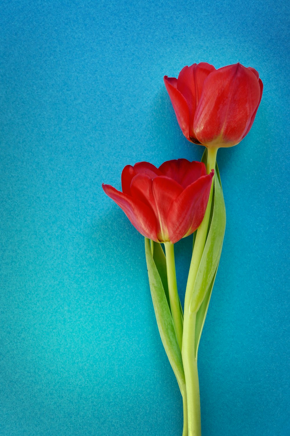 Dos flores rojas sobre fondo azul