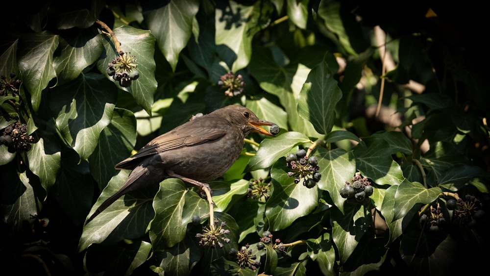 a bird sitting on top of a tree filled with leaves