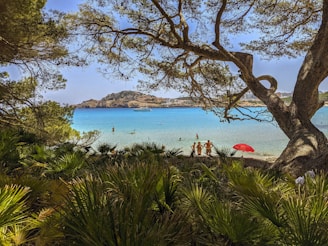 a group of people standing on top of a Mallorca beach under a tree 