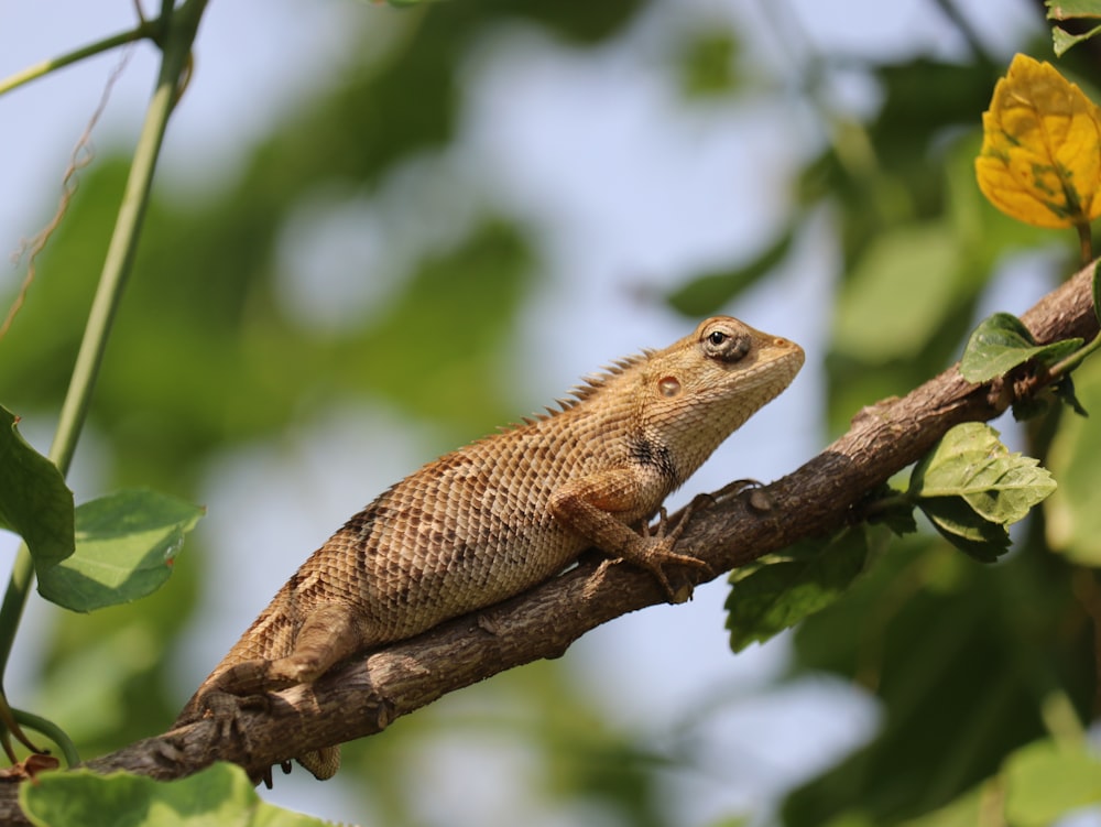 a lizard is sitting on a branch of a tree