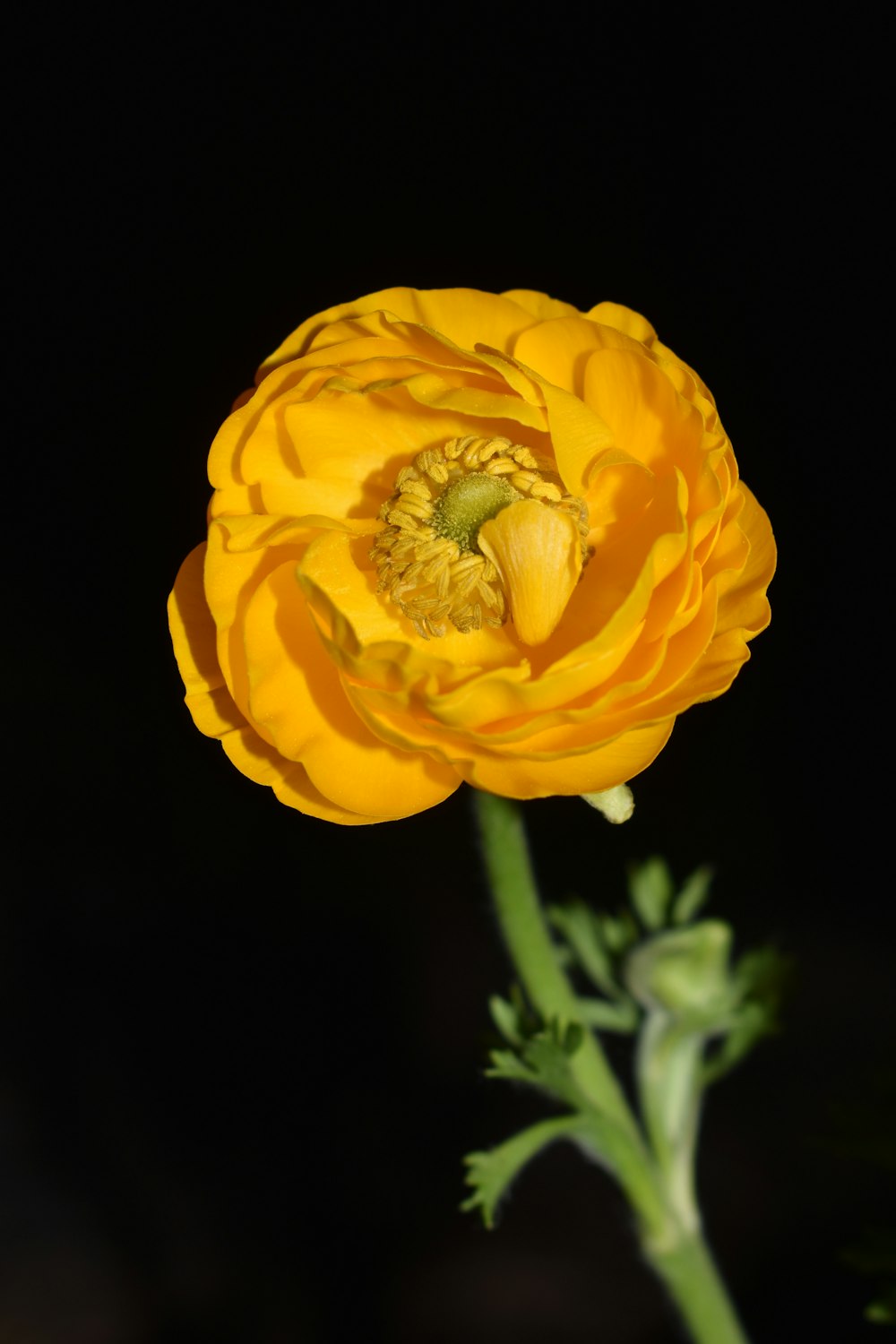 a yellow flower with a black background