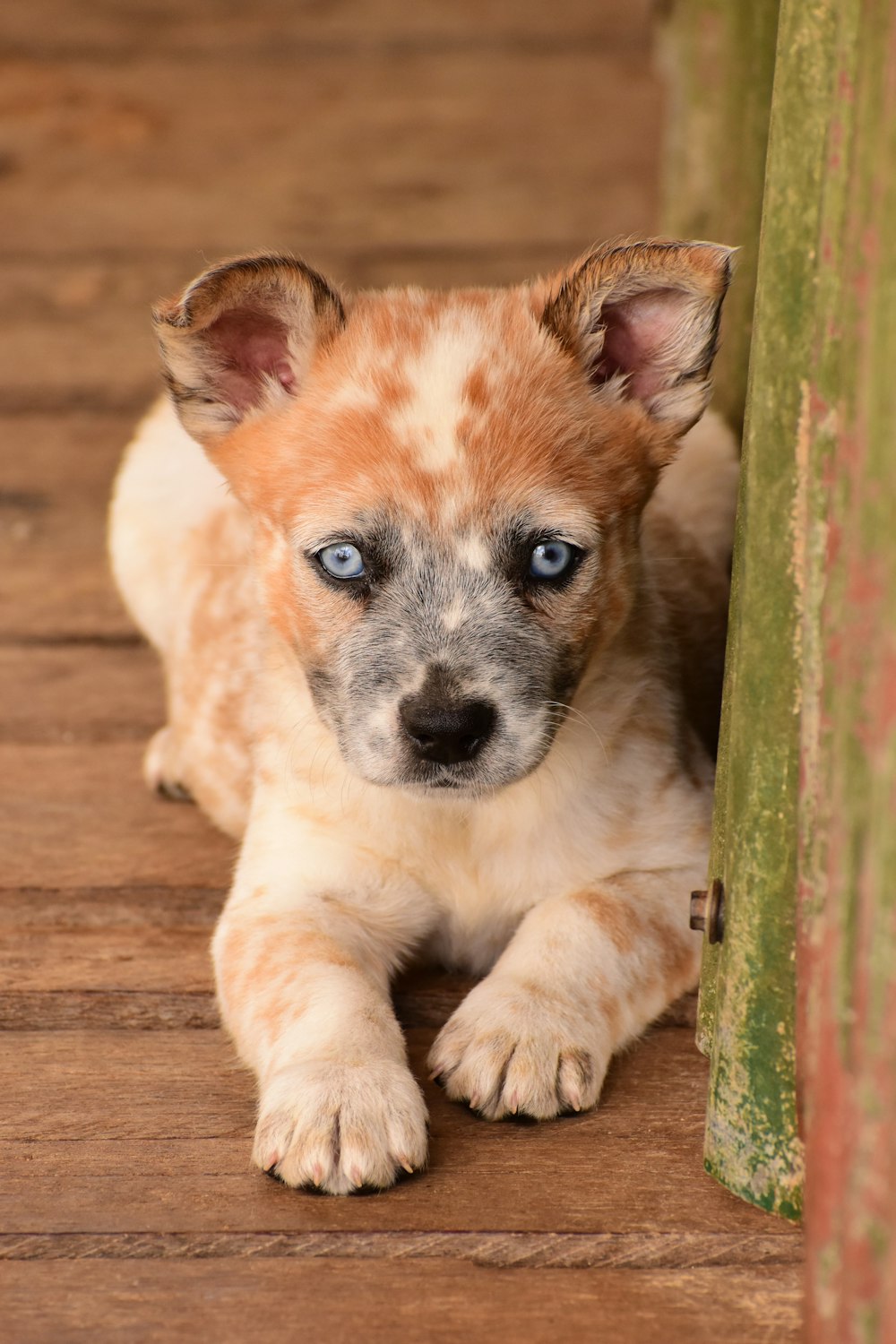 a small dog with blue eyes sitting on a wooden floor