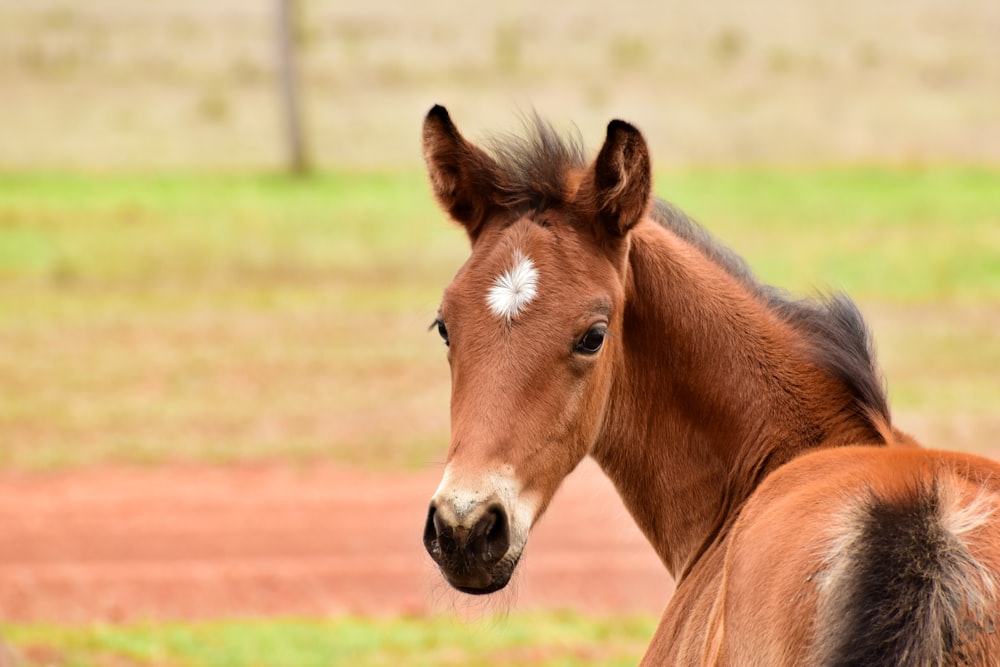 a brown horse standing on top of a lush green field