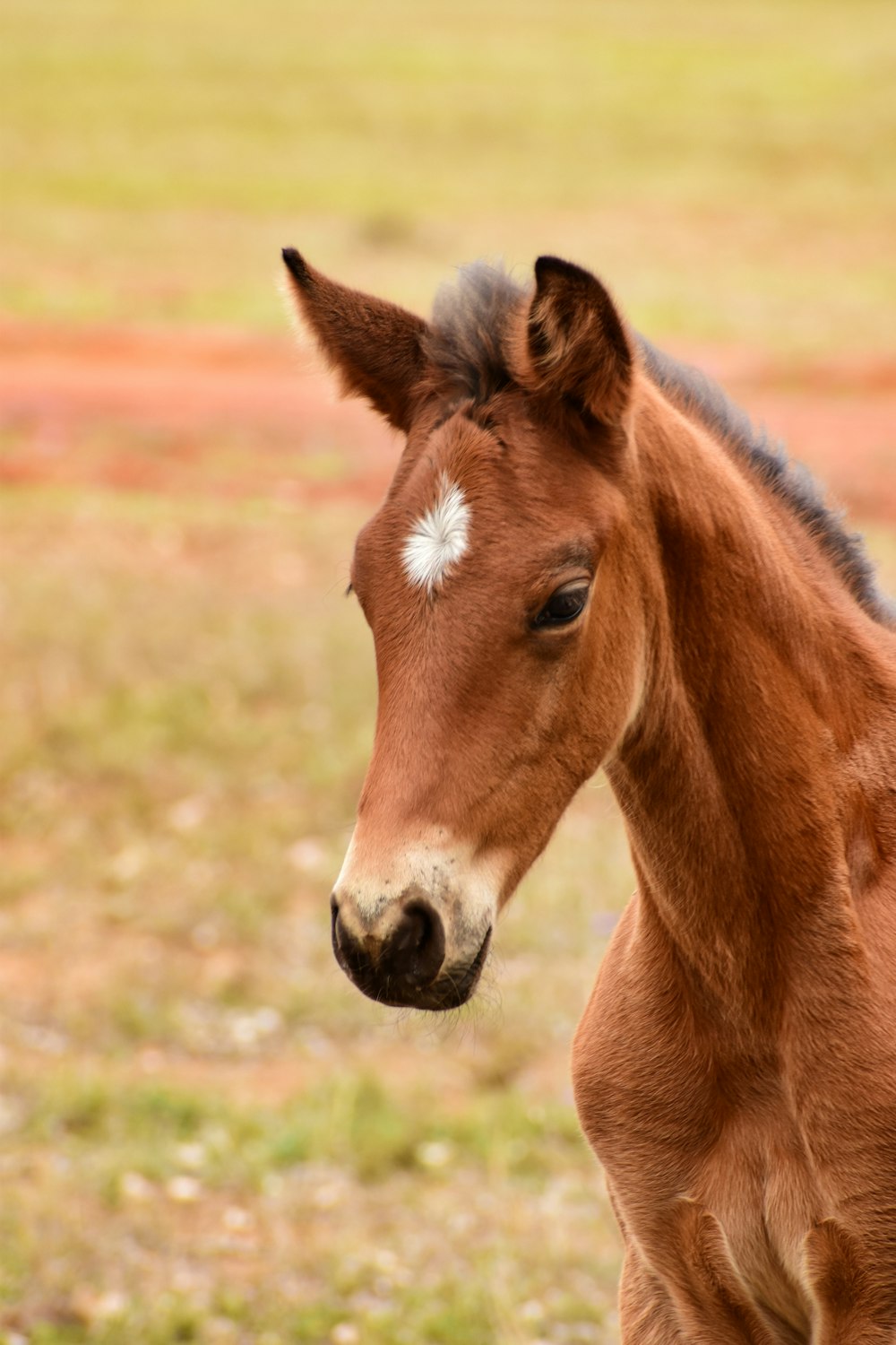 a brown horse standing on top of a grass covered field