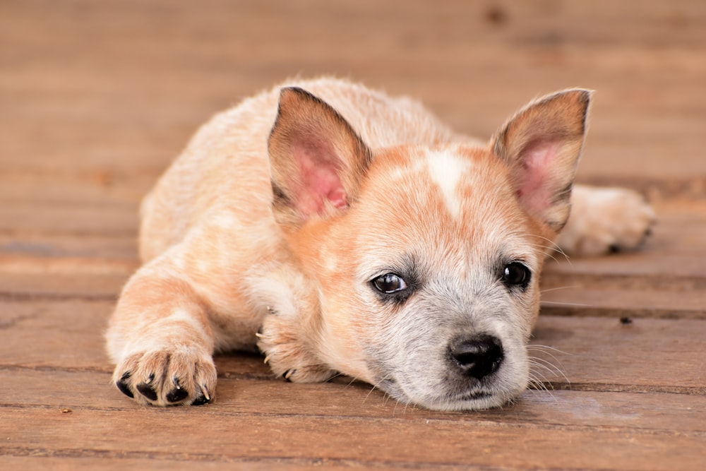 a small brown and white dog laying on top of a wooden floor