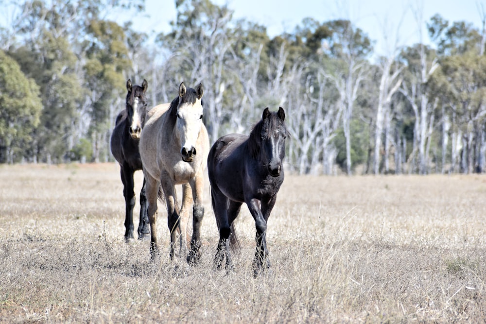 three horses standing in a field with trees in the background