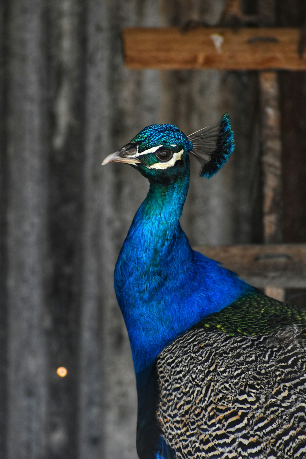 a blue and green bird standing on top of a wooden bench