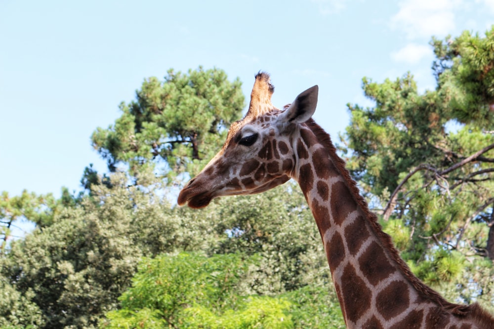 a giraffe standing next to a forest filled with trees