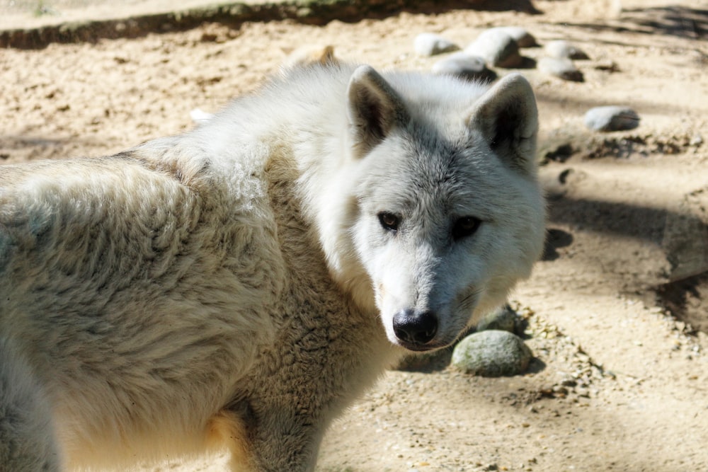 a white wolf standing on top of a dirt field