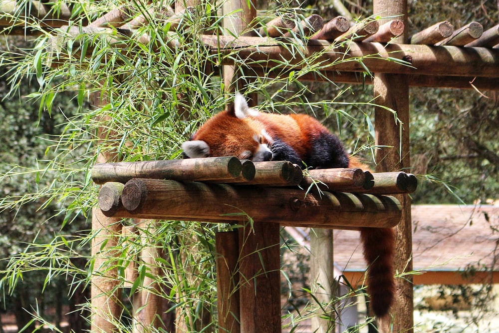 a red panda sleeping on top of a wooden structure
