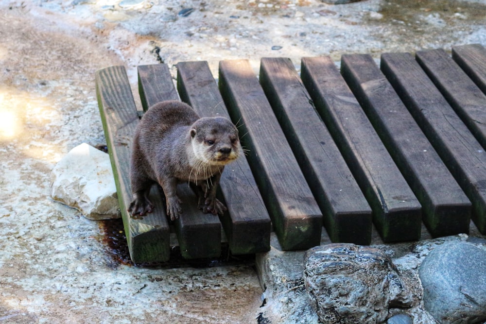 a small otter standing on a wooden platform