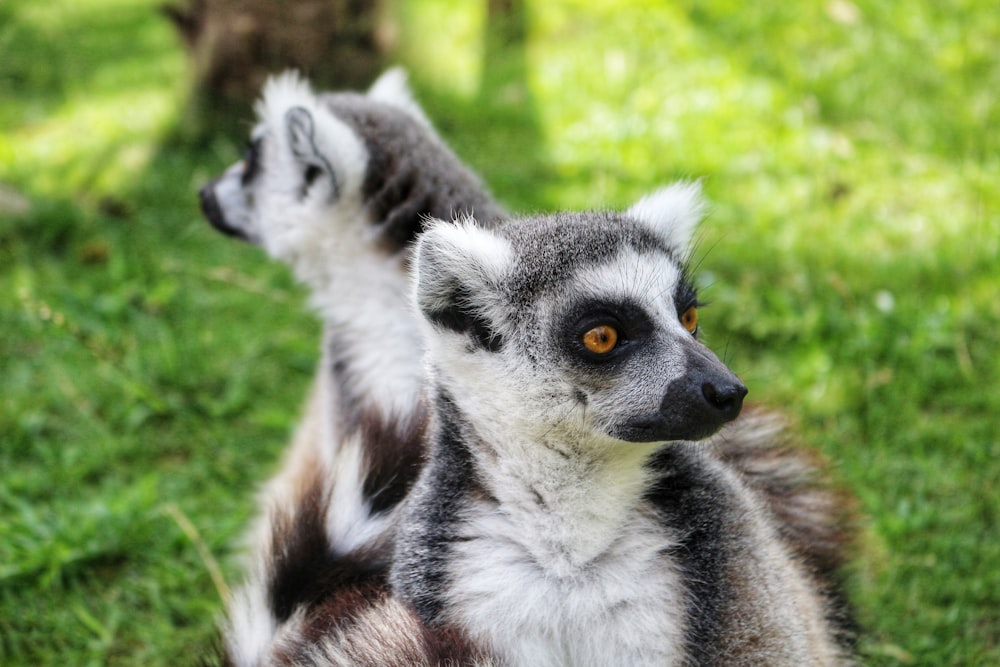 a close up of a small animal on a field of grass