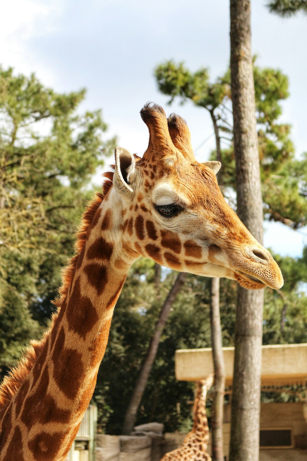 a giraffe standing next to a tall tree