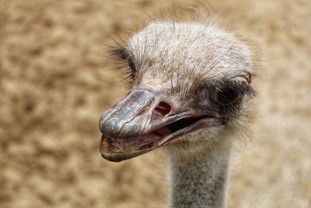 an ostrich with it's mouth open and it's eyes closed