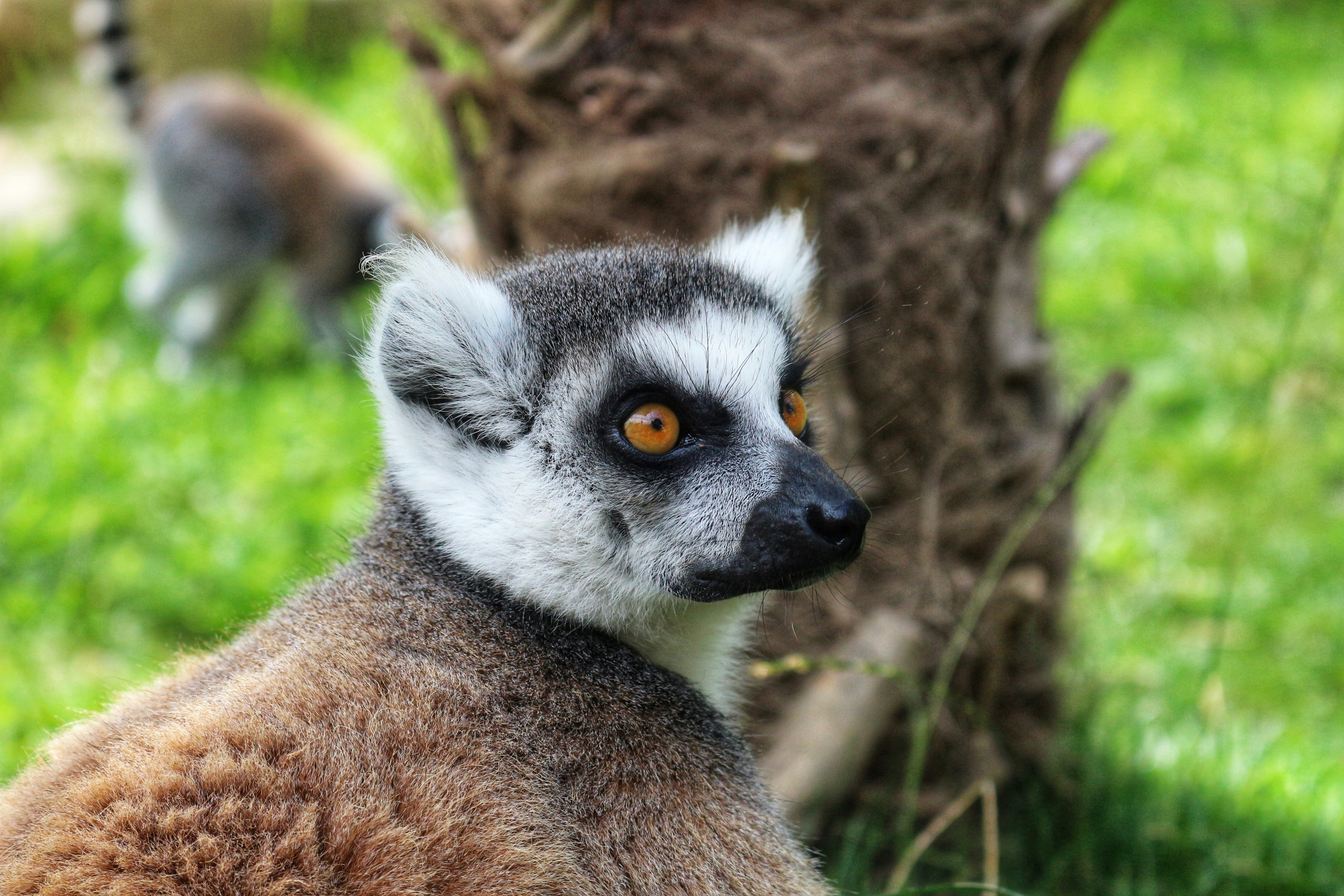 A close up of a small animal near a tree photo Free Lemur Image on
