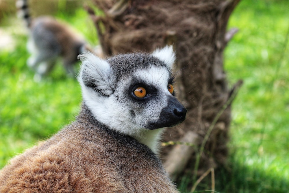 a close up of a small animal near a tree