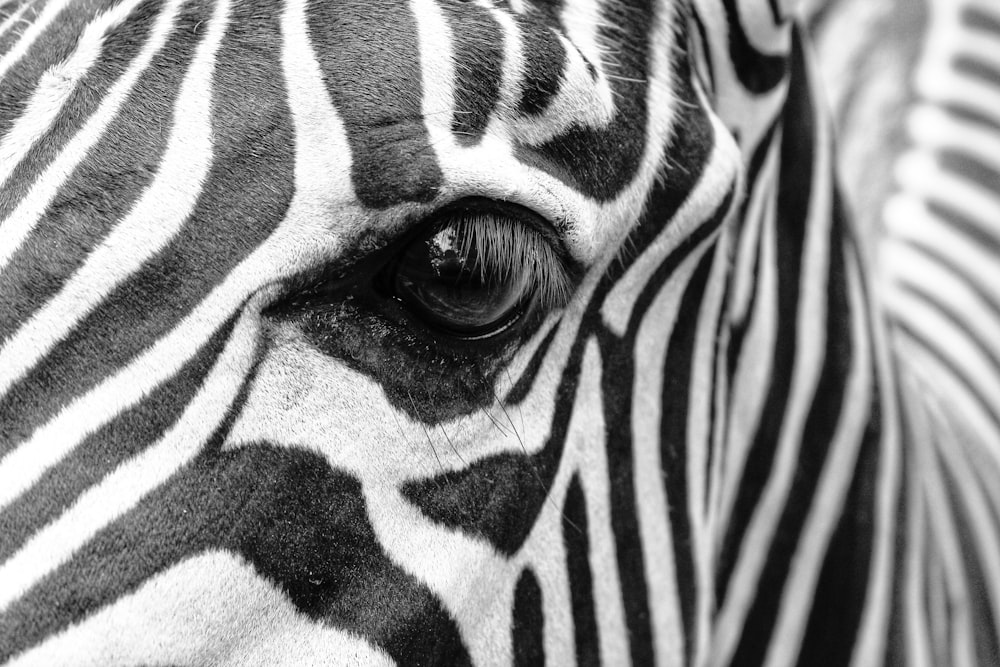 a close up of a zebra's eye with a black and white background