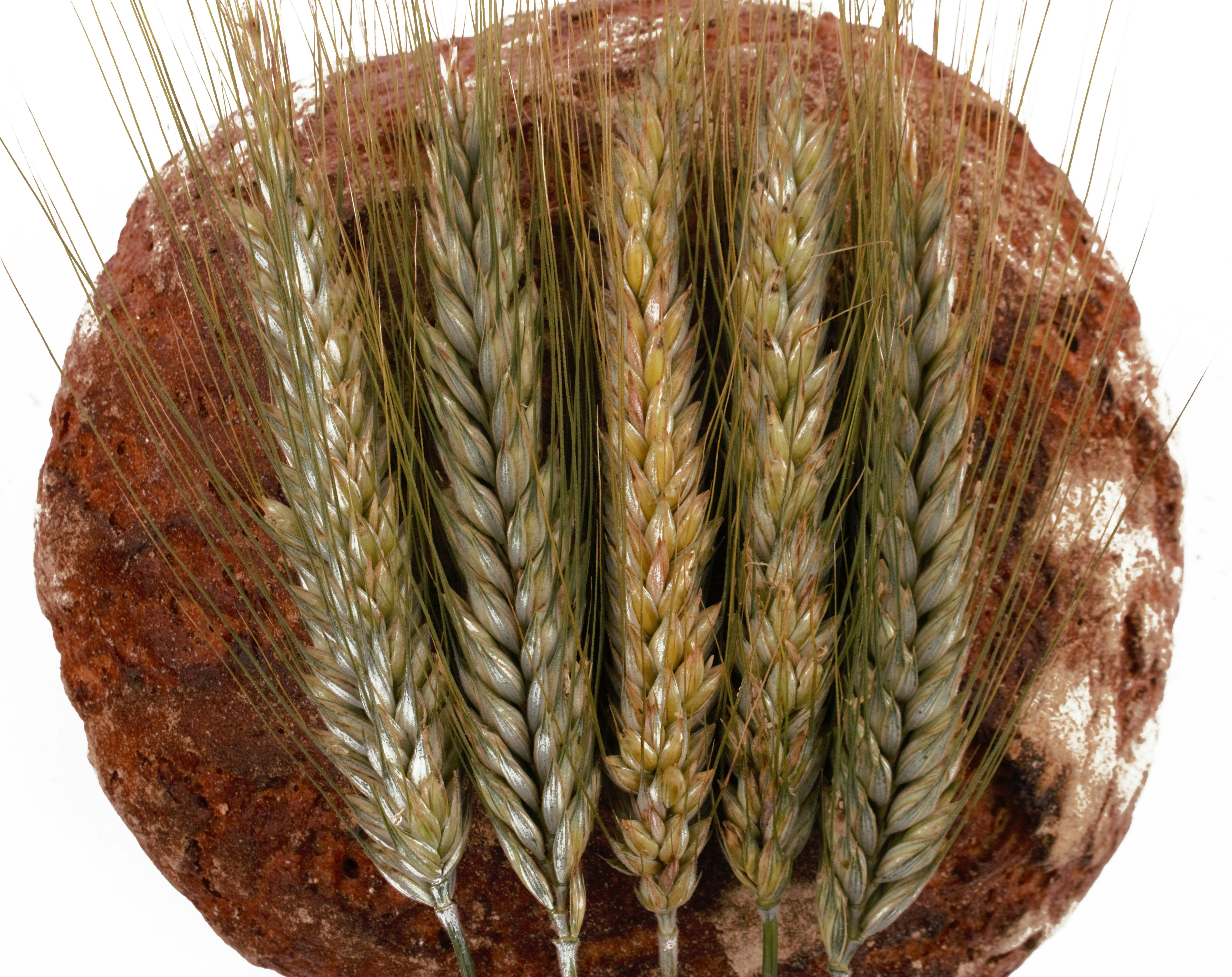 a group of wheat stalks sitting on top of a rock