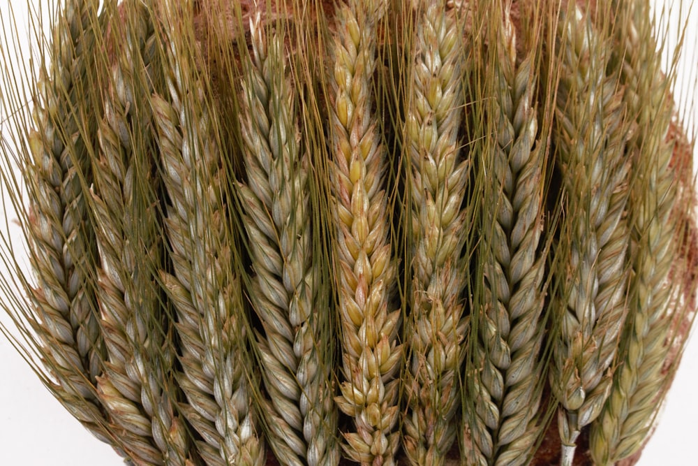 a close up of a bunch of wheat