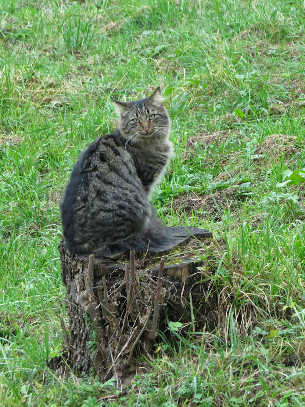 a cat sitting on top of a tree stump