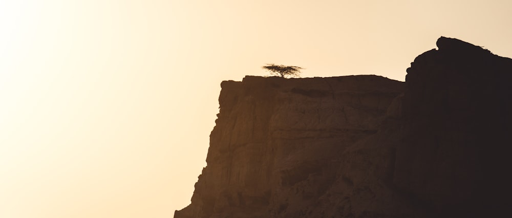 a lone tree sitting on top of a cliff