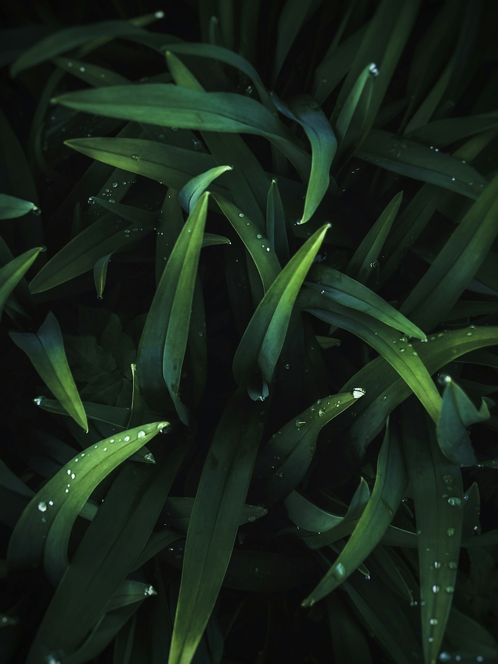 a close up of a plant with water droplets on it