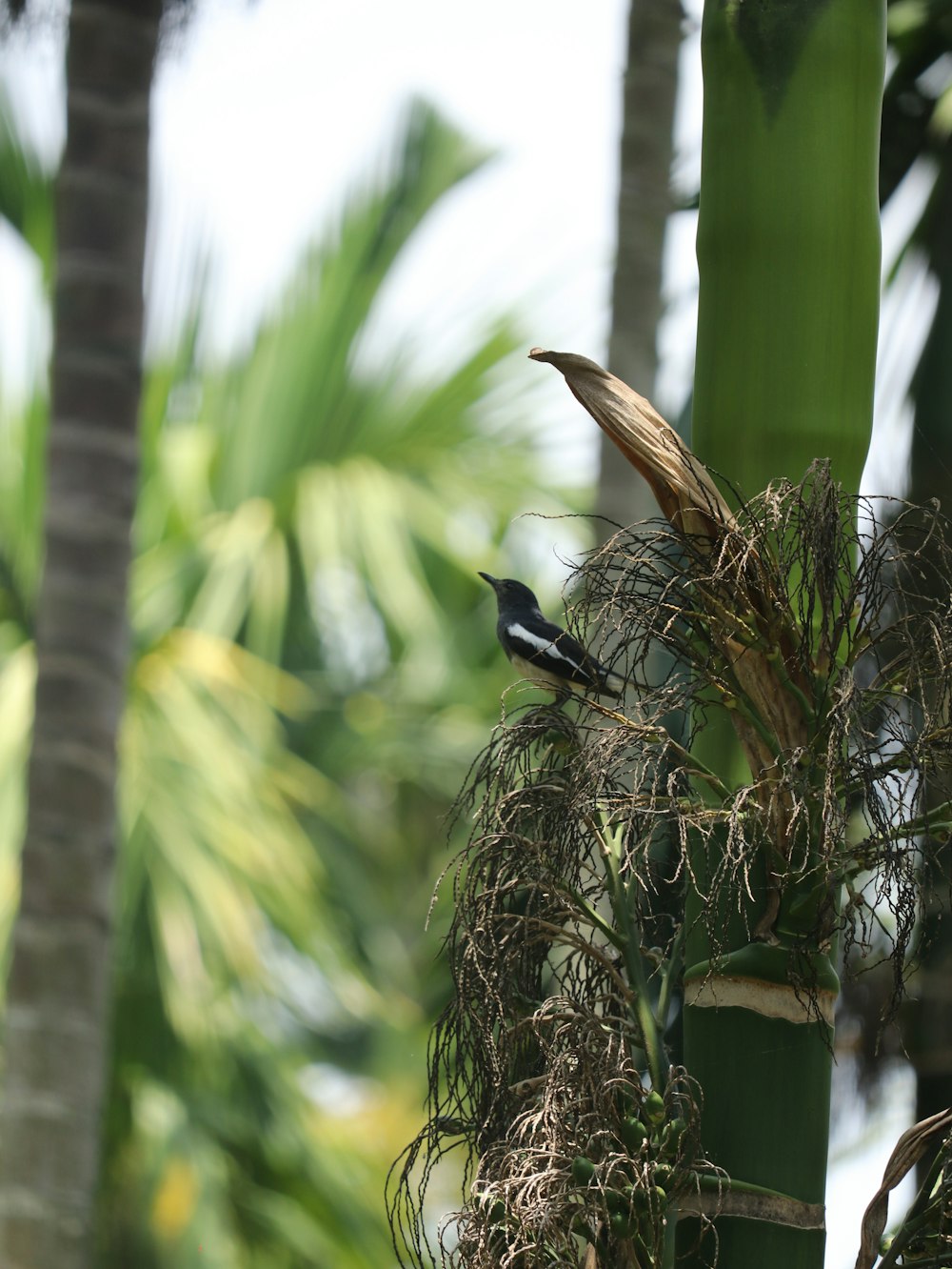 a bird is perched on top of a tree