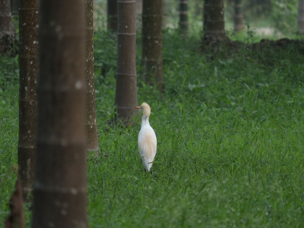 a white bird standing in the middle of a forest