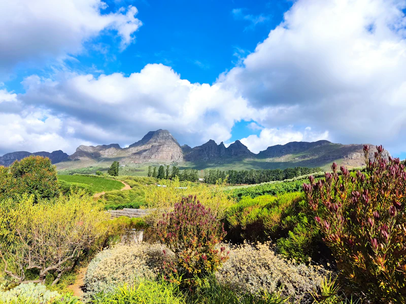 Paarl y Franschhoek: un viaje por las colinas cubiertas de viñedos