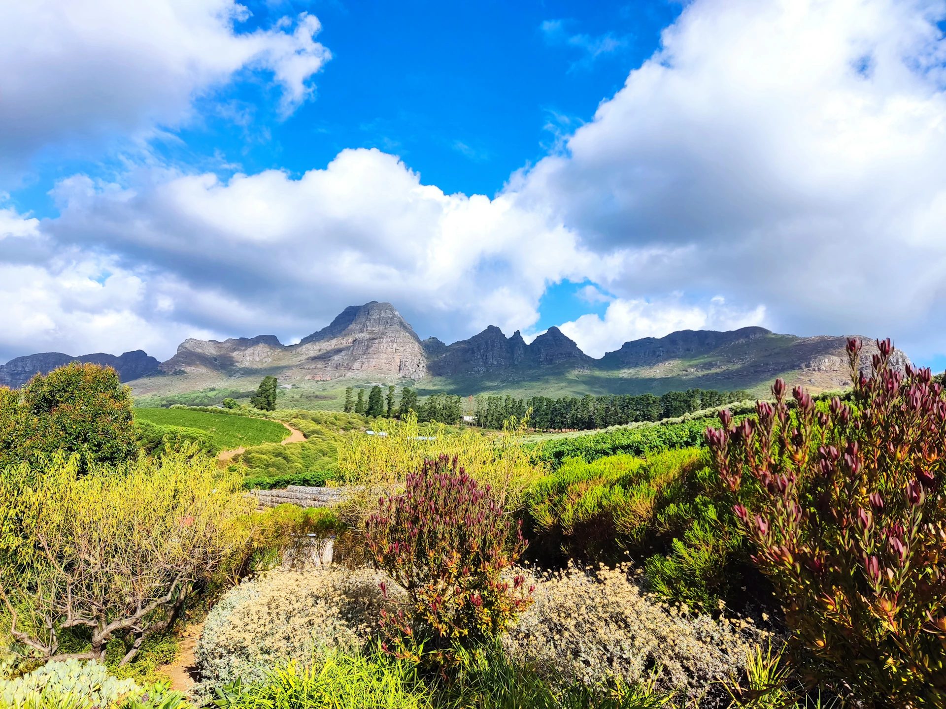 Cape Winelands landscapes