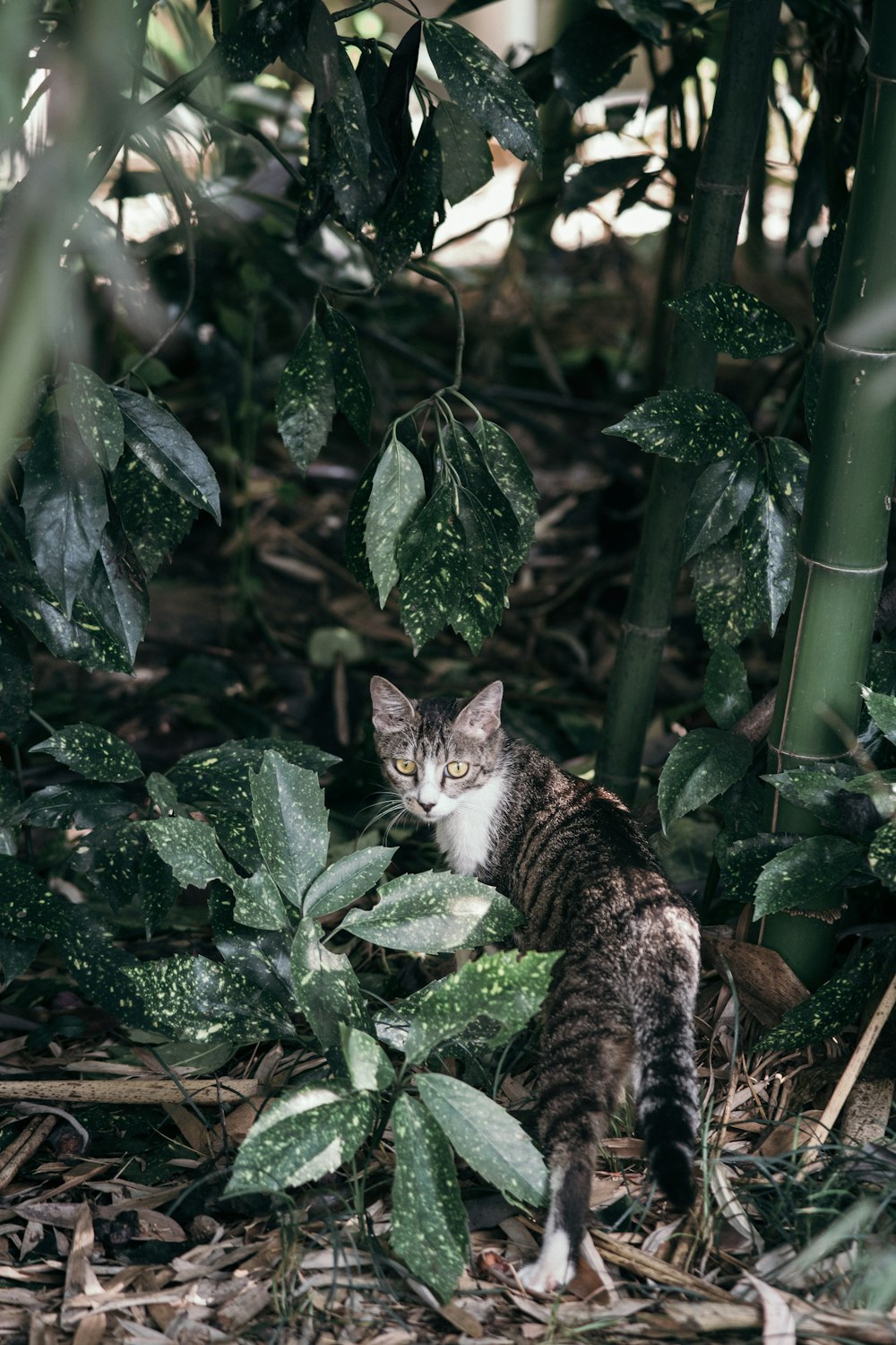 a cat sitting in the middle of a jungle