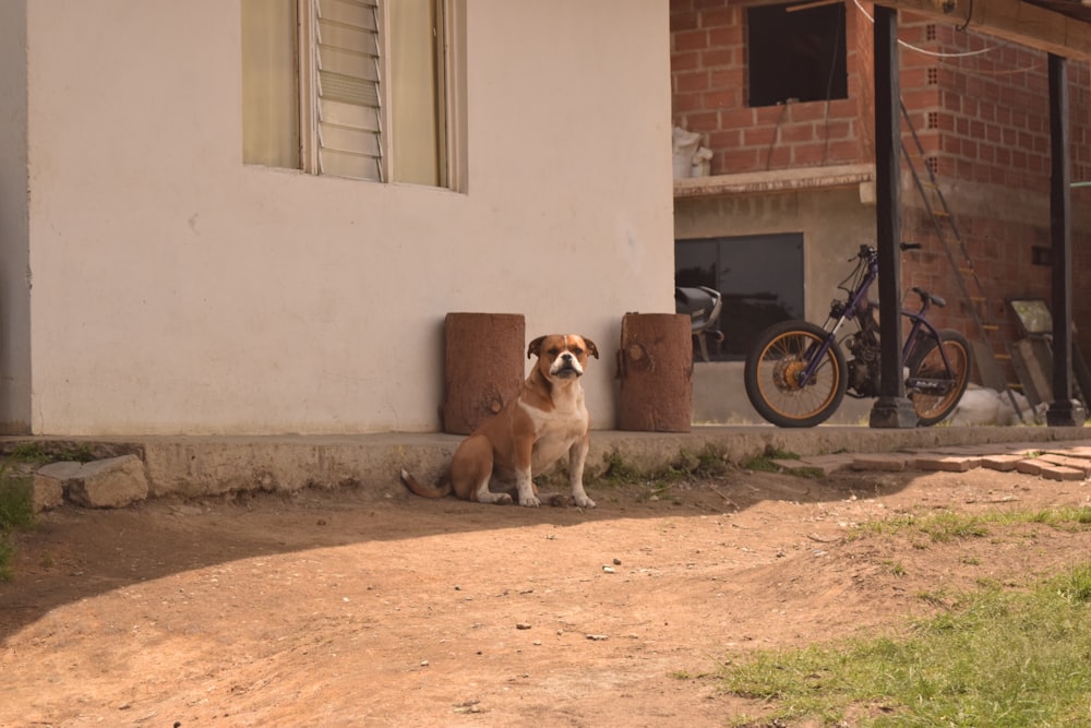 a brown and white dog sitting next to a building