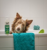 a dog sitting in a bathtub next to a blue towel
