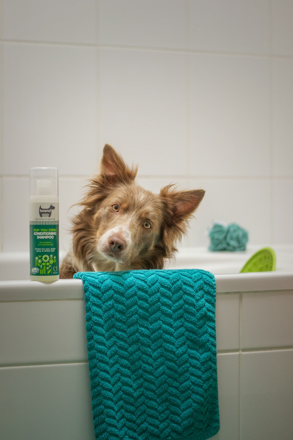 a dog sitting in a bathtub next to a blue towel