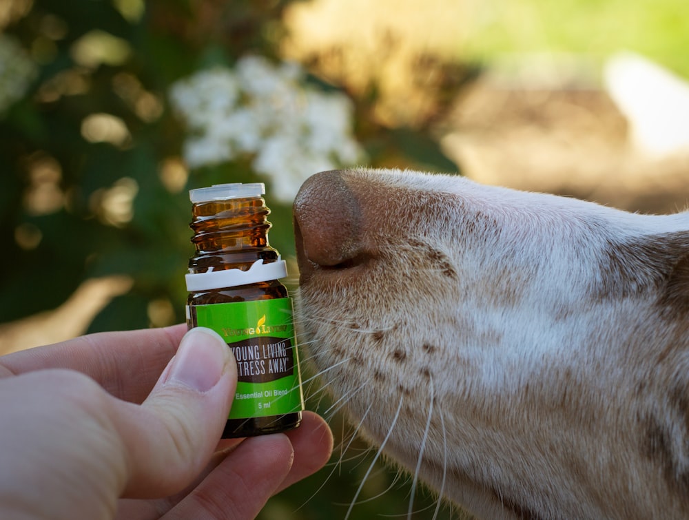 a dog sniffing a bottle of essential oils