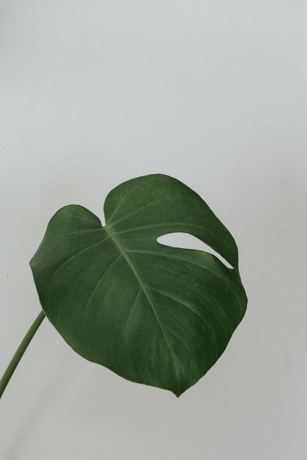 a large green leaf on a white background