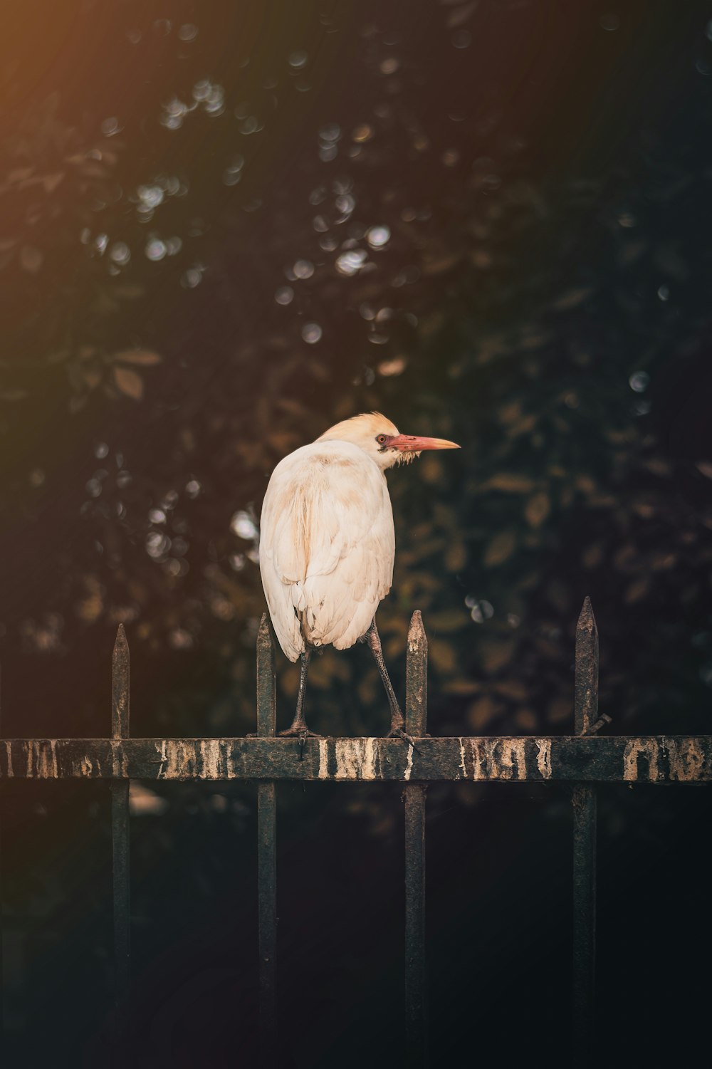 a white bird is standing on a fence