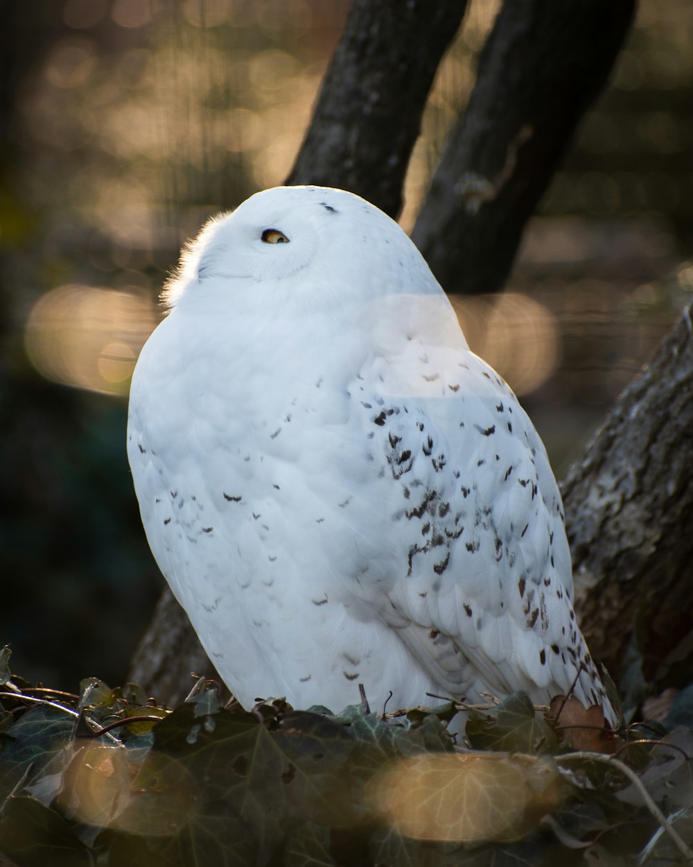 a white owl sitting on top of a tree branch