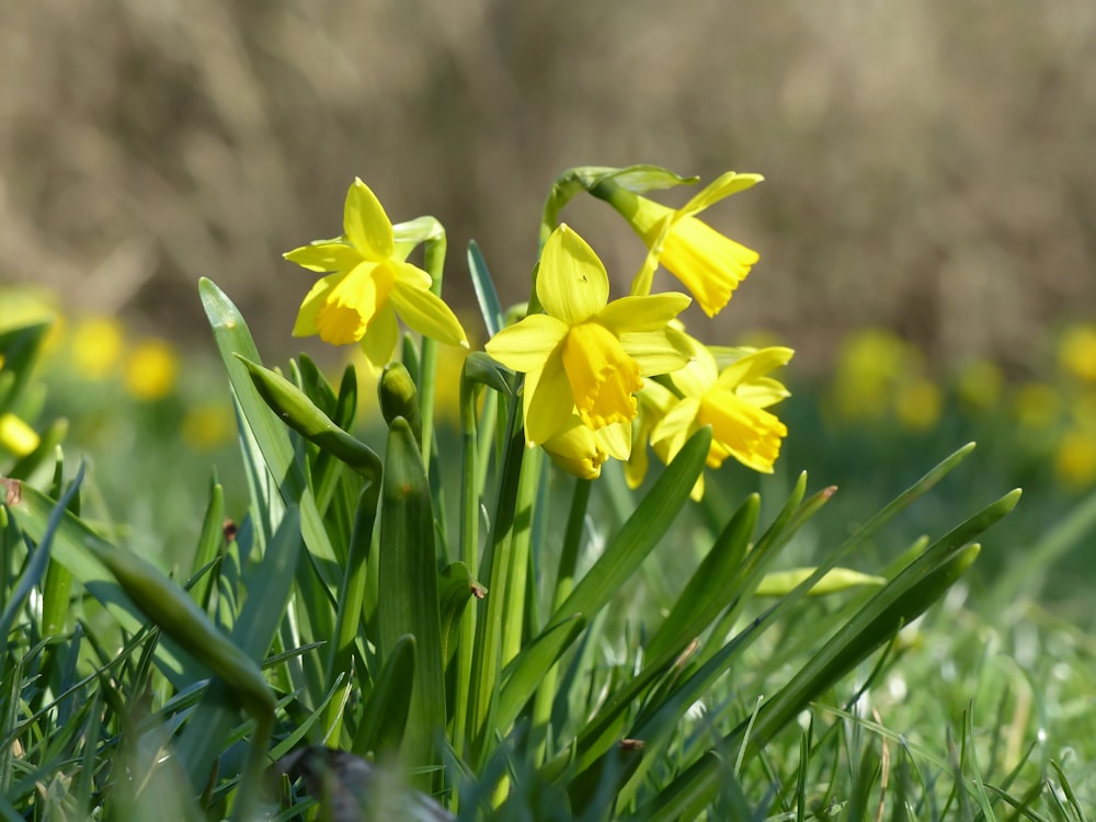 a bunch of yellow flowers that are in the grass