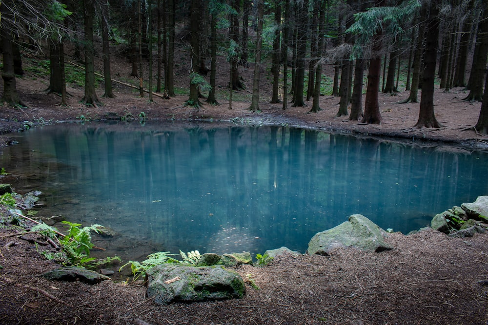 a pond in the middle of a forest