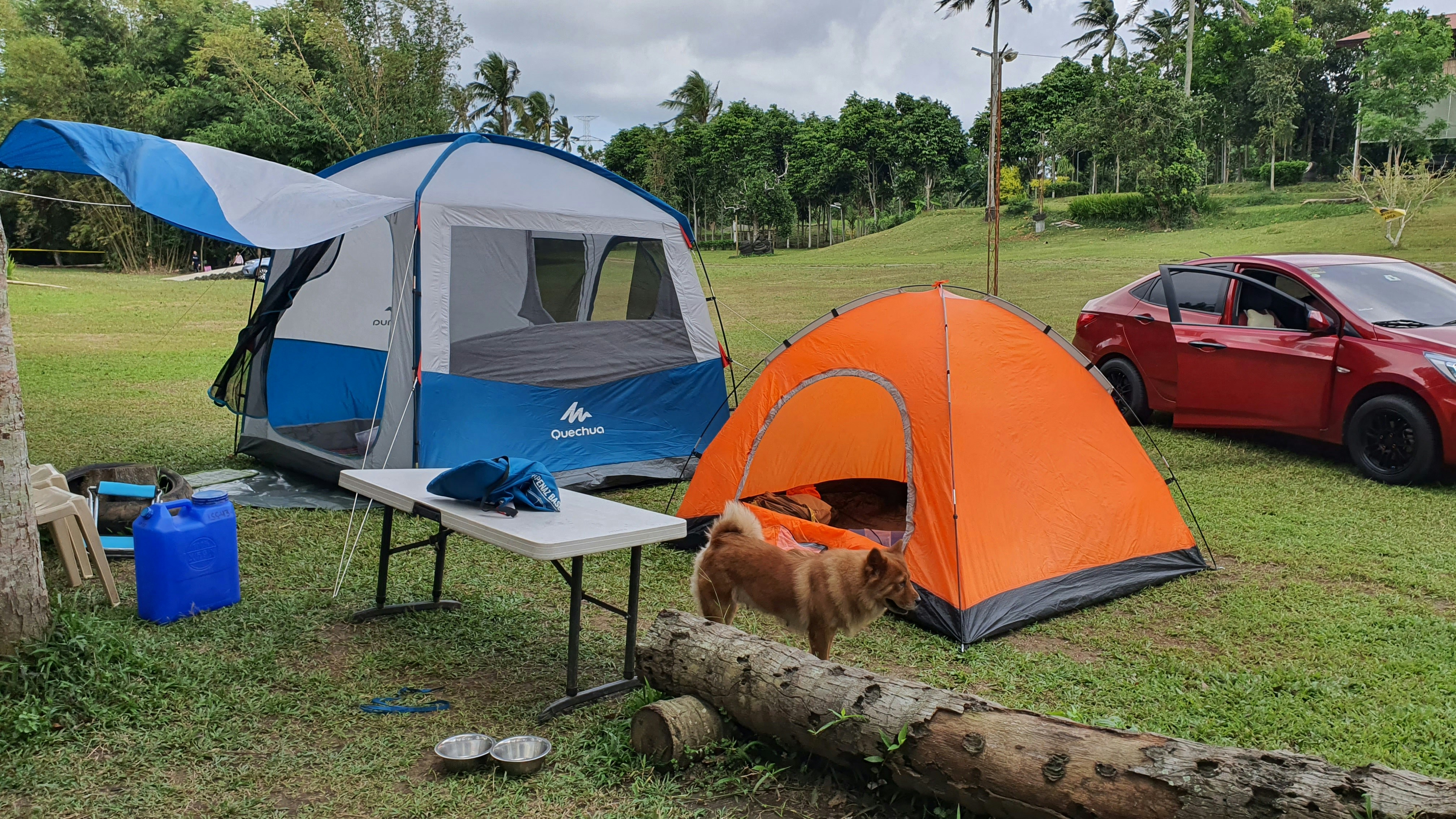 Camping with Dogs: What to Know Before You Go