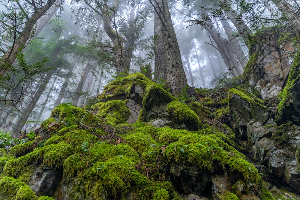 moss covered rocks and trees in the woods