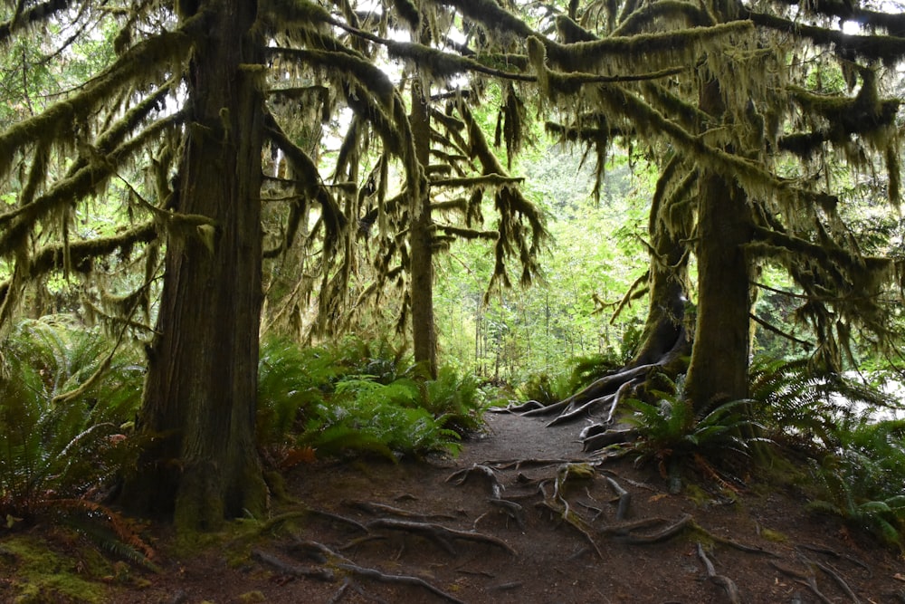 a path in the middle of a forest with moss growing on the trees