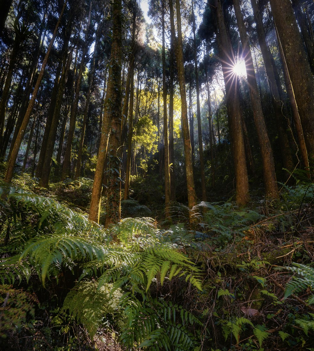 Il sole splende tra gli alberi della foresta